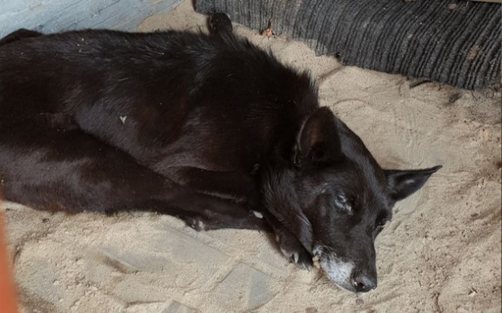 Zbiórka Zwykły-niezwykły Murzynek - zdjęcie główne