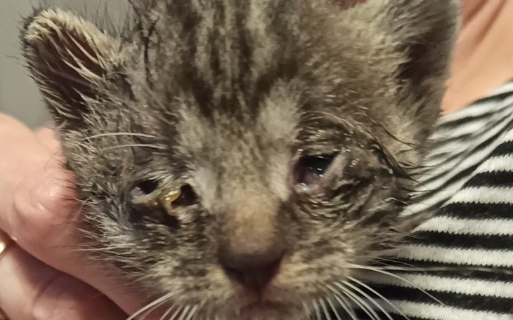 Zbiórka Rodzinka z garnka - zdjęcie główne