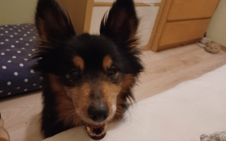 Zbiórka Wózek ortopedyczny dla Fioletka - zdjęcie główne