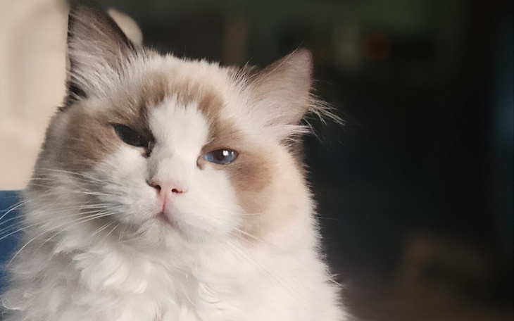 Kot o wyjątkowym wyglądzie, siedzi w domu.