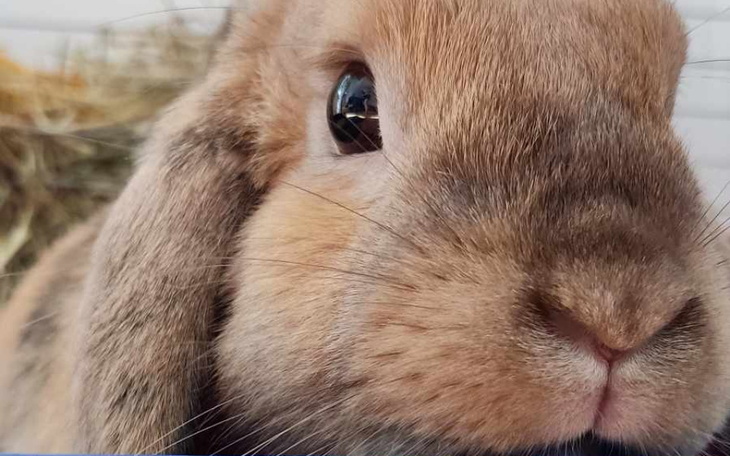 Zbliżenie na urocze królicze oblicze.