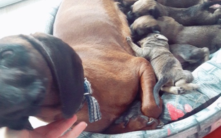 Zbiórka 7 szczeniąt i ich mama - zdjęcie główne