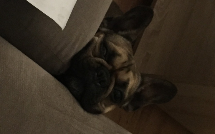 Zbiórka Buli potrzebuje rehabilitacji - zdjęcie główne