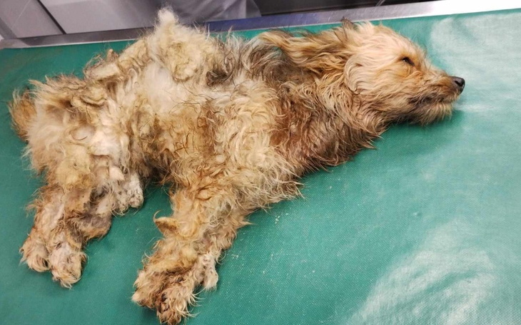 Zbiórka Złamany kręgosłup. Ratujemy - zdjęcie główne