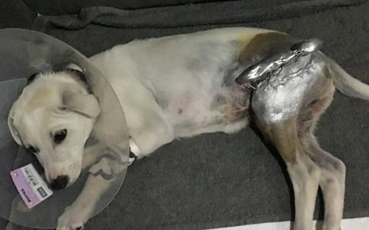 Zbiórka Pomocy Walczymy o Koko - zdjęcie główne