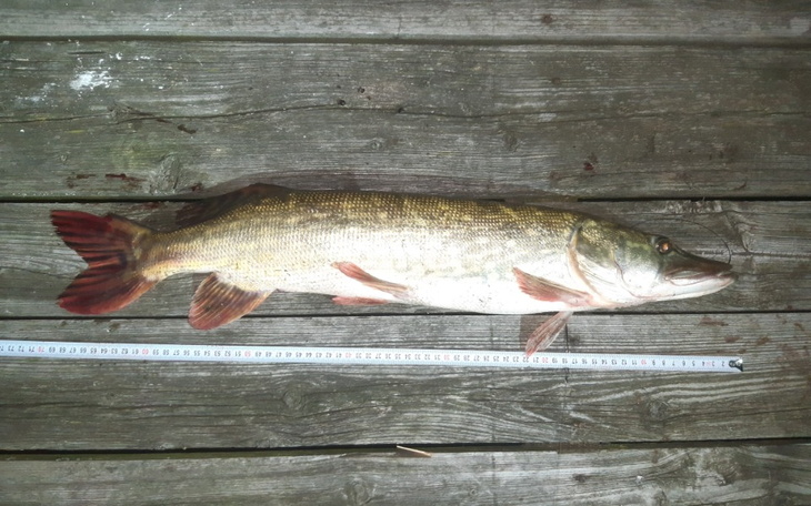 Zbiórka Łódka wędkarska - zdjęcie główne