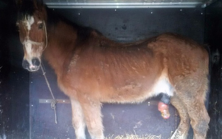 Kucyk w przyczepie, z widoczną raną na nodze.