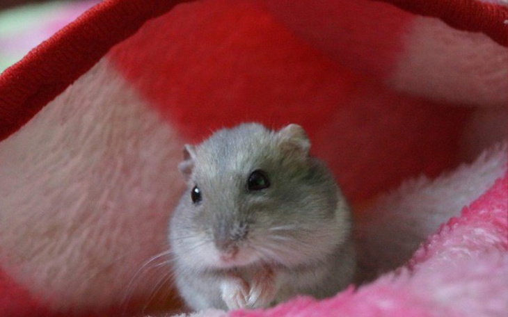 Zbiórka Leczenie alergii Wafelka! - zdjęcie główne