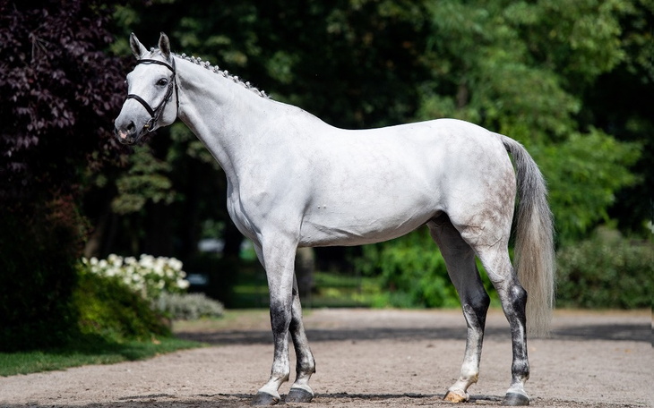 Zbiórka Na własnego siwego konia - zdjęcie główne