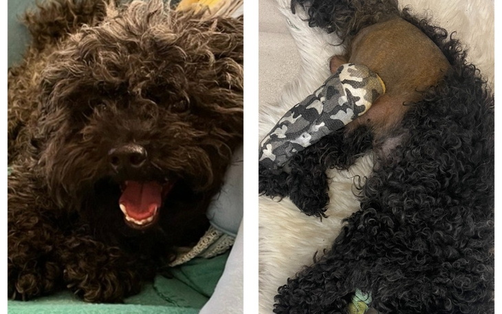 Dwa psy w zbliżeniu, jeden z opatrunkiem, wyglądają na szczęśliwe.