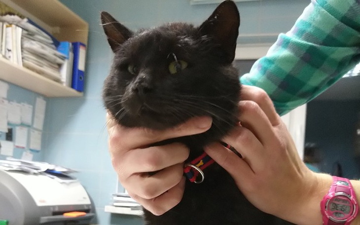 Zbiórka Tofifi-sam w wielkim mieście - zdjęcie główne