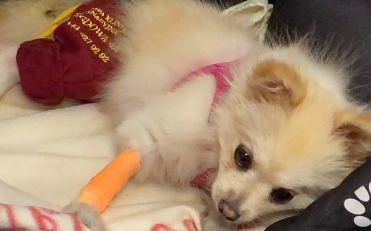 Zbiórka Roxy i jej choroba neurologiczna - zdjęcie główne