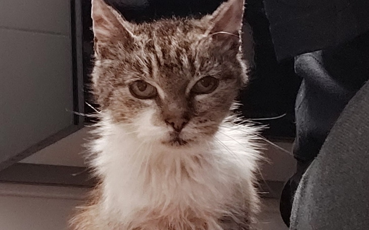 Zbiórka Pomóżmy Gwiazdce - zdjęcie główne