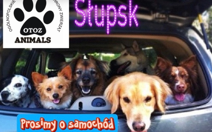 Grupa psów w samochodzie, prosimy o pomoc.