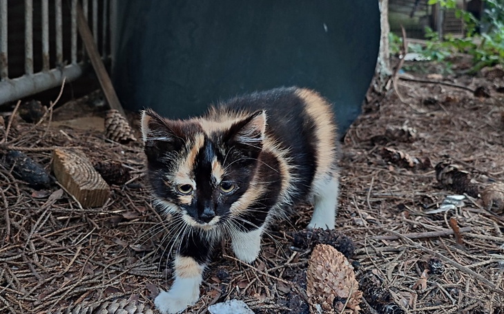 Zbiórka Na start w lepsze życie kotek - zdjęcie główne