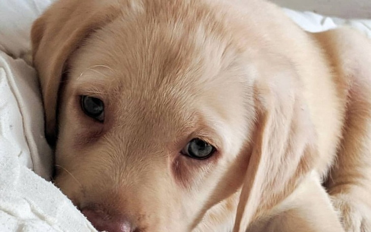 Zbiórka Chory pies POMOCY - zdjęcie główne