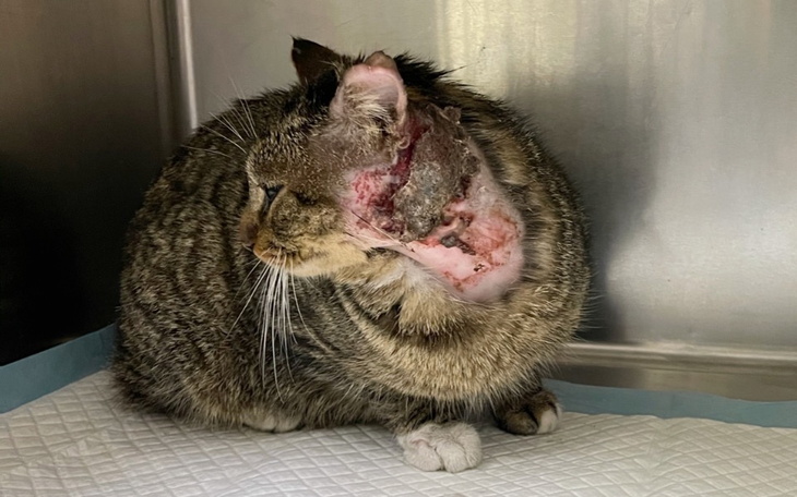 Zbiórka Postrzelony Maciuś - zdjęcie główne