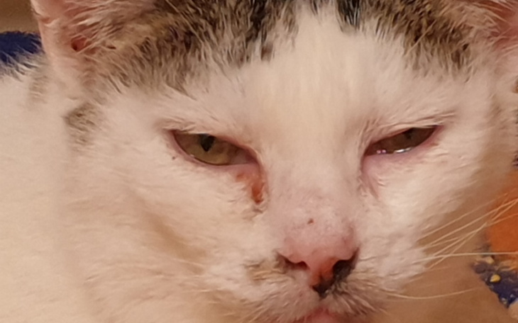 Zbiórka Gwiazdka dla podopiecznych. - zdjęcie główne