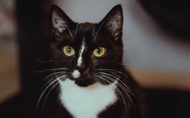 Zbiórka Proszę o jedzonko Jacuś - zdjęcie główne