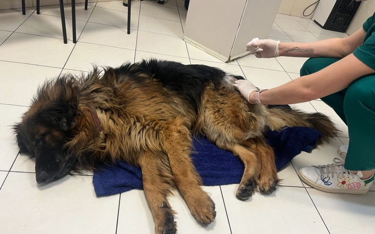 Zbiórka Proszę o pomoc dla tego psa - zdjęcie główne