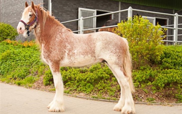 Zbiórka Na marzenia z przed kilku lat - zdjęcie główne