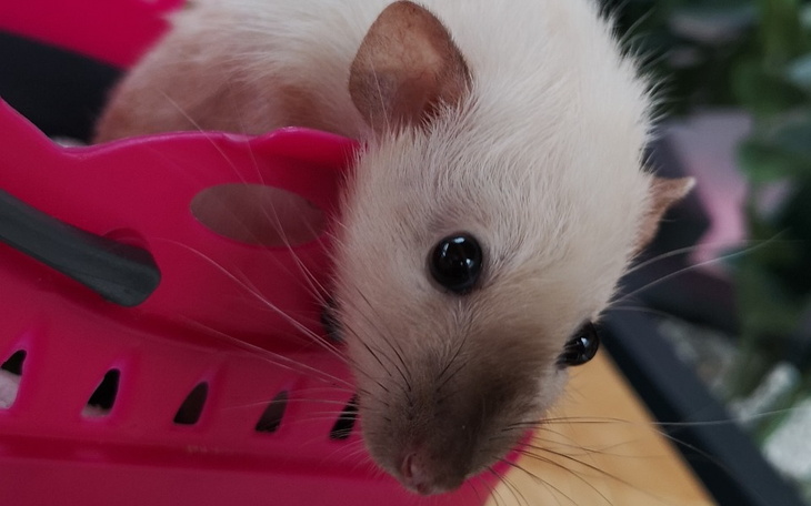 Zbiórka Pomoc dla Blanki - zdjęcie główne