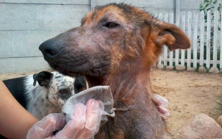 Zbiórka Tarys - niewidzialny pies - zdjęcie główne