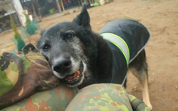 Zbiórka Dla psów w schronisku Józefów - zdjęcie główne