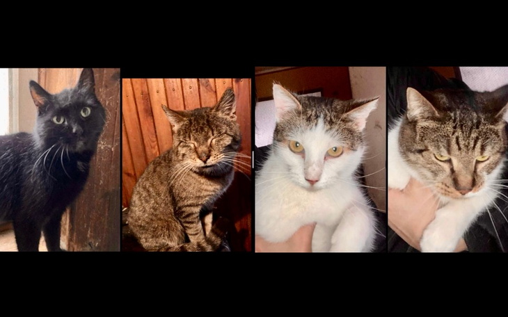 Zbiórka Koty 80-letniej chorej pani Ewy - zdjęcie główne