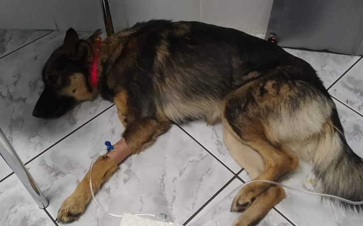 Zbiórka Pomóżcie utrzymać fundację - zdjęcie główne