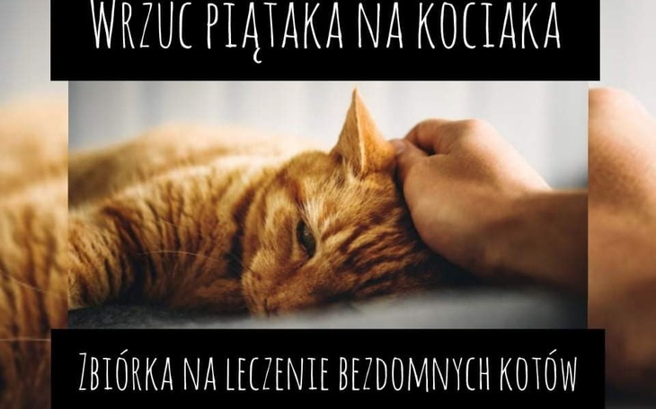 Zbiórka Skarbonka na bezdomniaki Luizy - zdjęcie główne