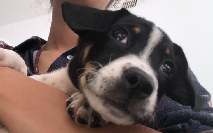 Zbiórka MIMI potrzebuje Waszej Pomocy! - zdjęcie główne