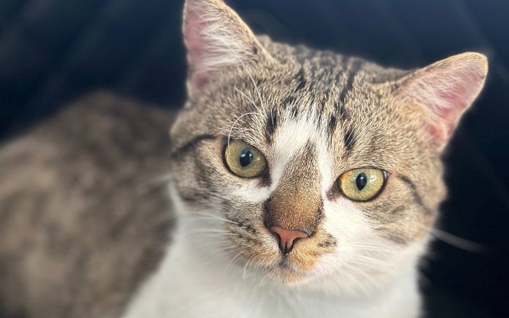 Kot z dużymi zielonymi oczami, patrzy w obiektyw.