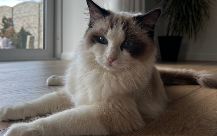 Zbiórka Ratujemy życie Tequili - zdjęcie główne