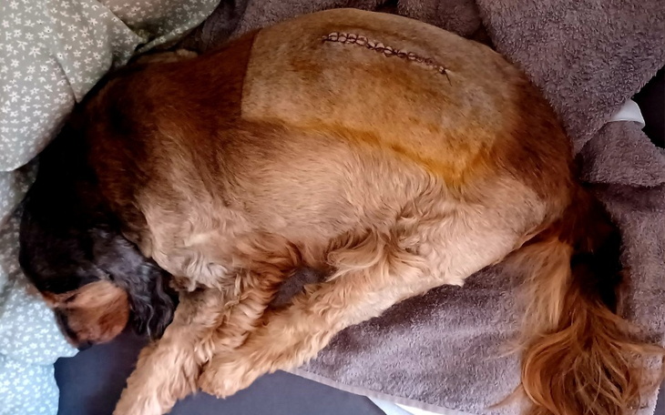 Zbiórka Operacja kręgosłupa dla Karusia - zdjęcie główne