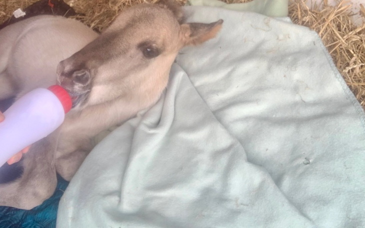 Zbiórka Ratunek dla źrebaka - zdjęcie główne