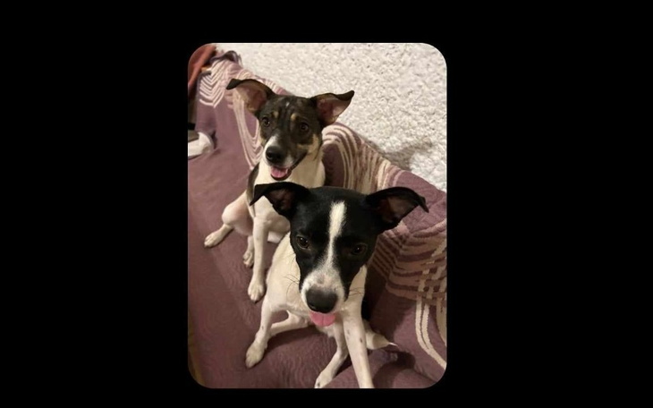 Dwa psy siedzące na kanapie, uśmiechnięte i radosne.