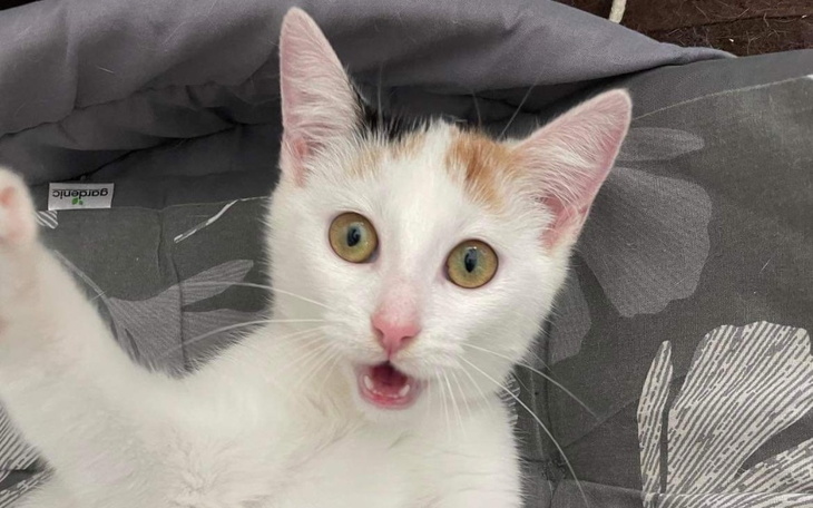 Kotek zaskoczony, z szeroko otwartymi oczami, leżący na poduszce.