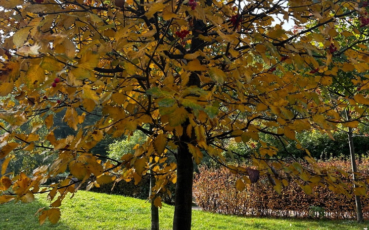 Zbiórka Badanie na endometriozę - zdjęcie główne