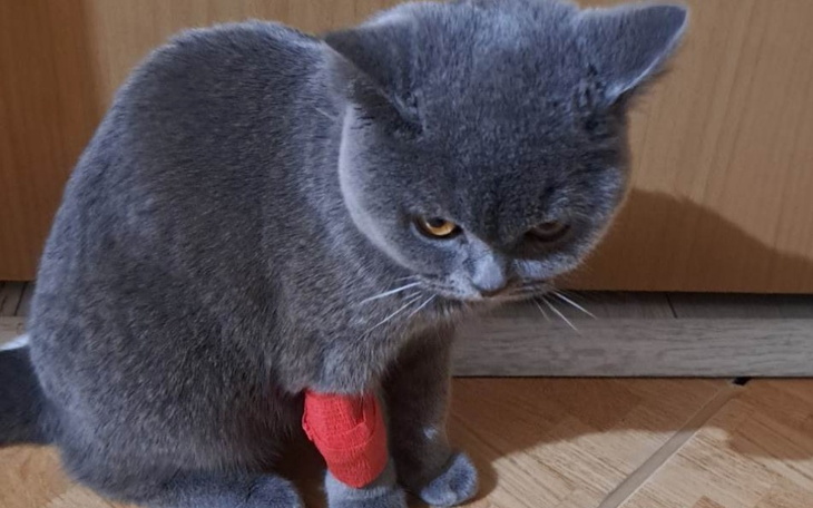 Zbiórka Fifi potrzebuje pomocy - zdjęcie główne