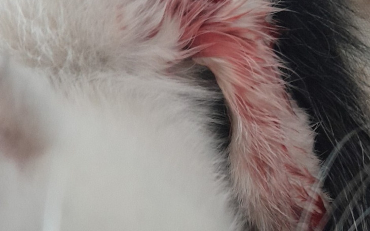 Zbiórka Pomoc kotkowi ze złamaną nogą - zdjęcie główne