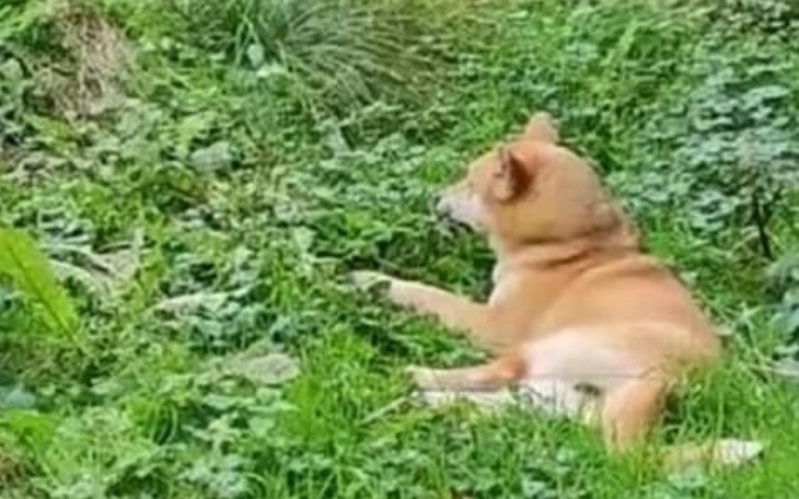 Zbiórka Na operacje Cziki - zdjęcie główne