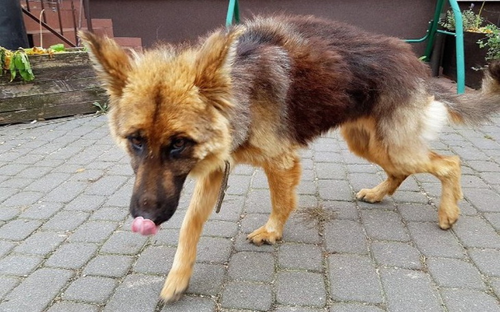 Zbiórka Deysy na skraju wyczerpania ! - zdjęcie główne