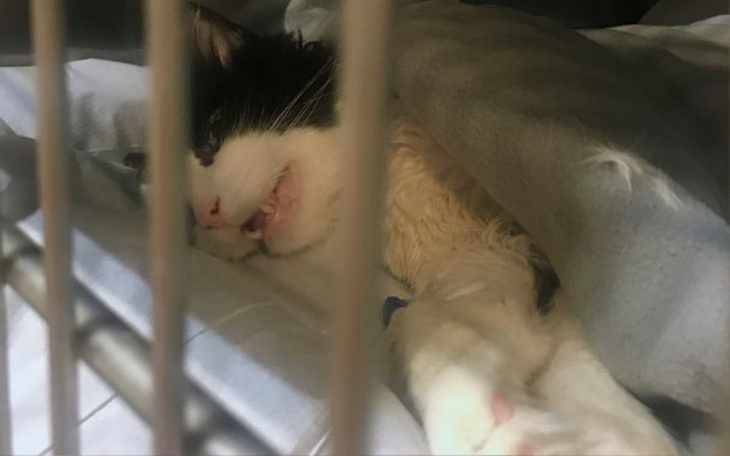 Kot w szpitalu weterynaryjnym, owinięty w koc.