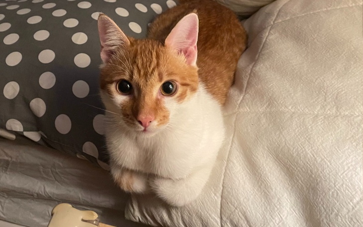 Zbiórka Ratujemy Mańka - zdjęcie główne