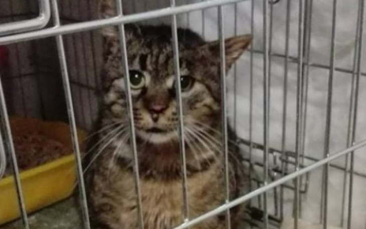 Zbiórka Kotek z pękniętą czaszką ! - zdjęcie główne