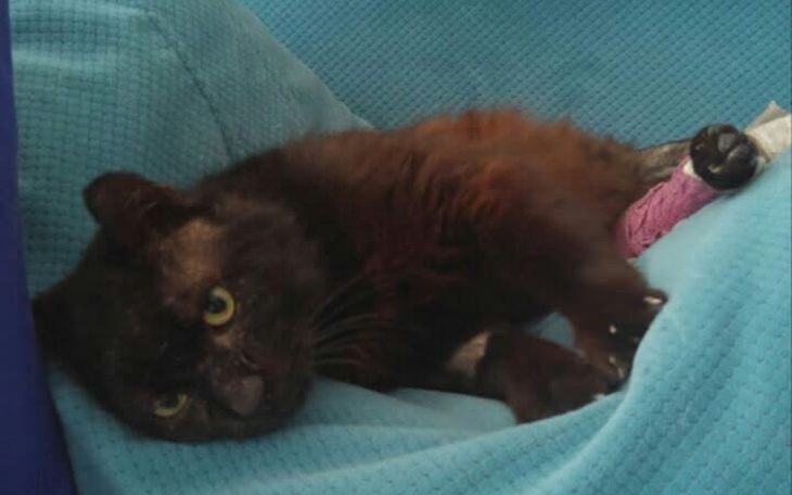 Zbiórka zbieram na złamana nóżkę kotka - zdjęcie główne