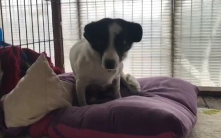 Zbiórka Kropka zbiera na sterylizację - zdjęcie główne