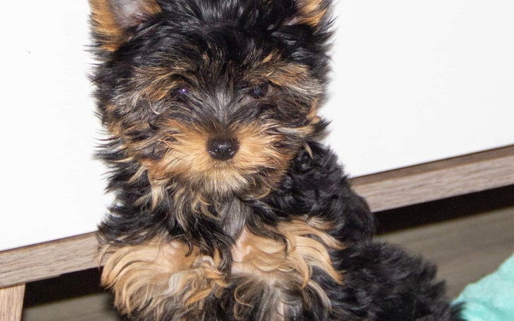 Zbiórka Rysio - zdjęcie główne