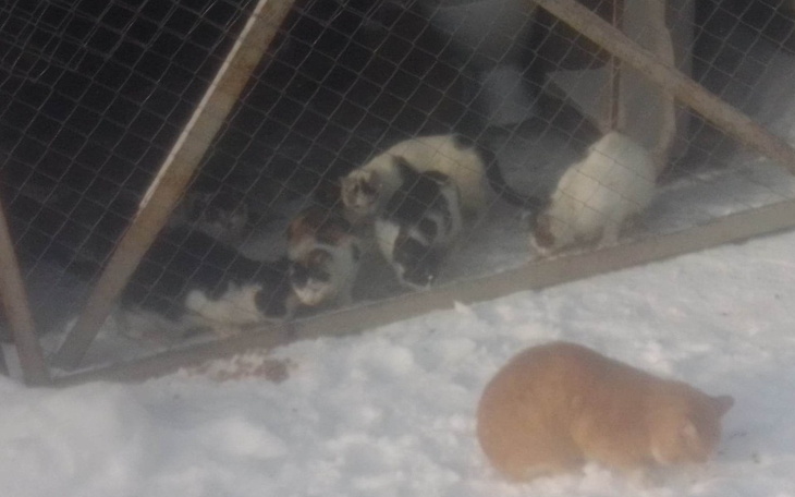 Zbiórka Żeby maluchy już nie umierały - zdjęcie główne